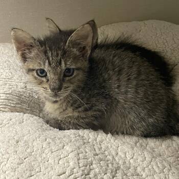 Domestic Short Hair Cats Available for Adoption in Dickinson, Texas - Hibiscus | PetCurious