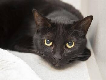 Domestic Short Hair Cats Available for Adoption in Phoenix, Arizona - LUNA | PetCurious