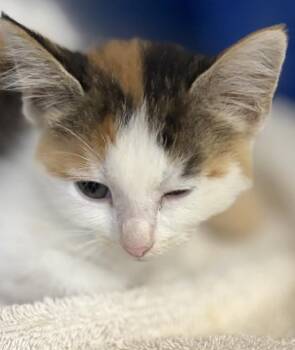Ruby -  Domestic Short Hair Cat for Adoption in Jackson, Michigan - Ruby | PetCurious