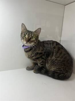 A1278155 -  Domestic Short Hair Cat for Adoption in Winter Haven, Florida - A1278155 | PetCurious