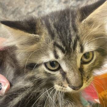 Rascal -  Domestic Medium Hair Cat for Adoption in Dickinson, Texas - Rascal | PetCurious