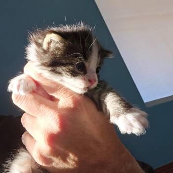 Rescue Domestic Medium Hair Cats for Adoption in Houston, Texas - Lilith | PetCurious