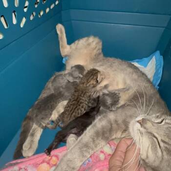 Max (Maxine) -  Domestic Short Hair Cat for Adoption in North Port, Florida - Max (Maxine) | PetCurious