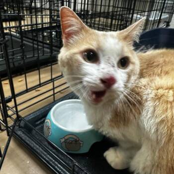 Doughboy -  Domestic Short Hair Cat for Adoption in Gadsden, Alabama - Doughboy | PetCurious