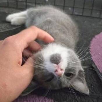 Atticus -  Domestic Short Hair Cat for Adoption in Fairway, Kansas - Atticus | PetCurious