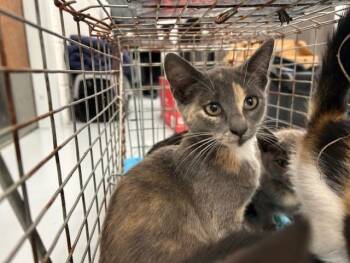 Domestic Short Hair Cats Available for Adoption in Ocala, Florida - A383355 | PetCurious