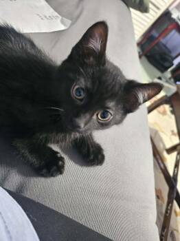 Domestic Short Hair Cats Available for Adoption - Spock | PetCurious