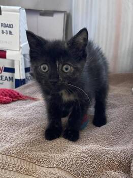 Marcela Fifi -  Domestic Short Hair Cat for Adoption in Westland, Michigan - Marcela Fifi | PetCurious