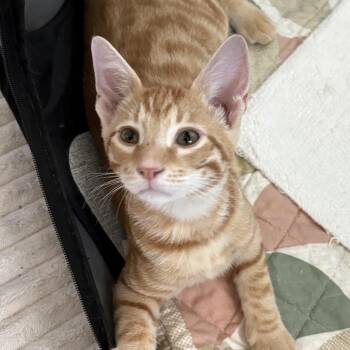 Leo - Chino Hills Location -  Domestic Short Hair Cat for Adoption in Chino Hills, California - Leo - Chino Hills Location | PetCurious