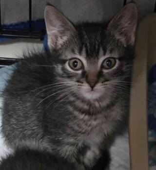Domestic Short Hair Cats Available for Adoption in Dubuque, Iowa - Sistine | PetCurious