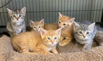 Domestic Short Hair Cats Available for Adoption in West Memphis, Arkansas - Percy | PetCurious
