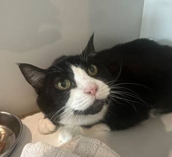 Rescue Domestic Short Hair Cats for Adoption in Hyde Park, New York - Baby Girl | PetCurious