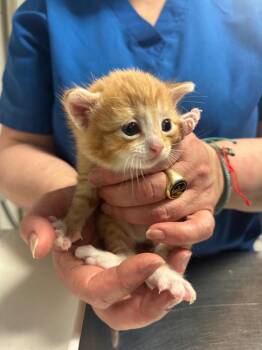 Cosmo -  Domestic Short Hair Cat for Adoption in Trenton, New Jersey - Cosmo | PetCurious