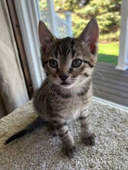 Domestic Short Hair Cats Available for Adoption in Taycheedah, Wisconsin - Bobby | PetCurious