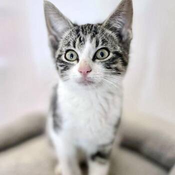 Domestic Short Hair Cats Available for Adoption in Rochester, Minnesota - Tabatha | PetCurious