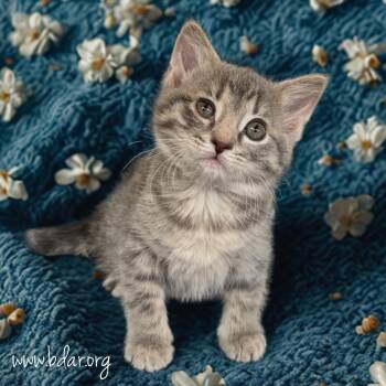 Luna -  Domestic Short Hair Cat for Adoption in Cheyenne, Wyoming - Luna | PetCurious