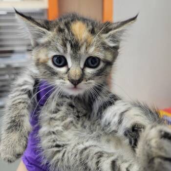 Zest -  Domestic Short Hair Cat for Adoption in Westminster, California - Zest | PetCurious