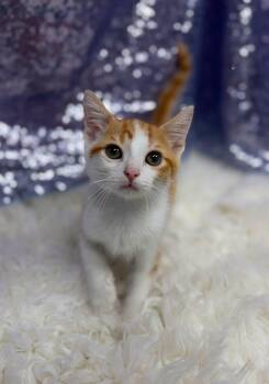 Smash -  Domestic Short Hair Cat for Adoption in Clarkesville, Georgia - Smash | PetCurious