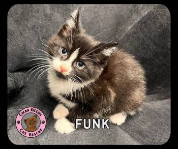 Funk -  Domestic Short Hair Cat Available for Adoption in Hershey, Pennsylvania - Funk | PetCurious