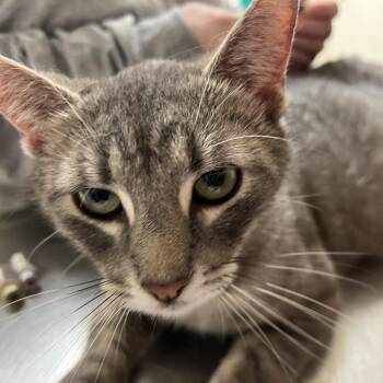 Isabelle -  Domestic Short Hair Cat for Adoption in Pekin, Illinois - Isabelle | PetCurious