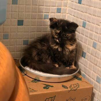 Arisa -  Domestic Medium Hair Cat for Adoption in Bristol, Indiana - Arisa | PetCurious