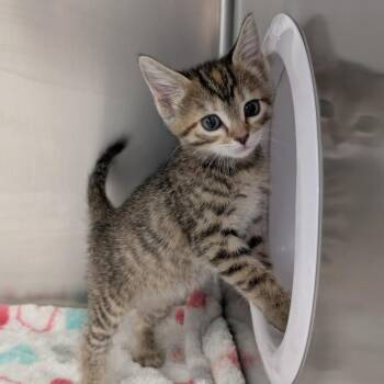 Zoe -  Domestic Short Hair Cat for Adoption in Spokane, Washington - Zoe | PetCurious
