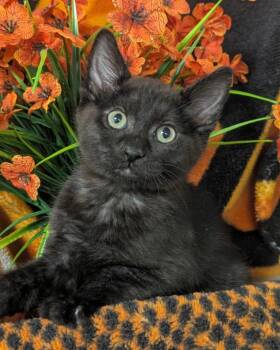 4/14/26 Ephram -  Domestic Short Hair Cat Available for Adoption in Stillwater, Oklahoma - 4/14/26 Ephram | PetCurious