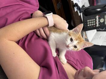 Rescue Domestic Medium Hair Cats for Adoption in Seminole, Oklahoma - Cloud | PetCurious