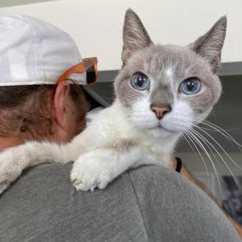 Fiona -  Domestic Short Hair Cat Available for Adoption in Ramona, California - Fiona | PetCurious
