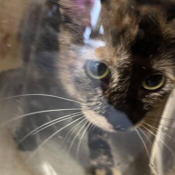 Monkey -  Domestic Short Hair Cat for Adoption in Philadelphia, Pennsylvania - Monkey | PetCurious
