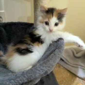 Pixel -  Domestic Medium Hair Cat Available for Adoption in Cape Saint Claire, Maryland - Pixel | PetCurious