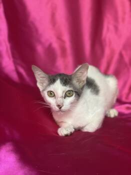 Rescue Domestic Short Hair Cats for Adoption in Rowland Heights, California - CHEESECAKE | PetCurious