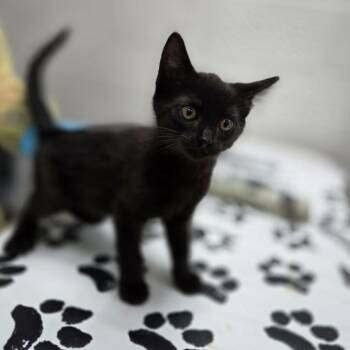 Domestic Short Hair Cats Available for Adoption in Incline Village, Nevada - Arroz | PetCurious