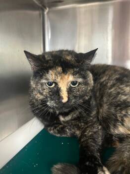 POSSIE -  Domestic Short Hair Cat for Adoption in New Cumberland, West Virginia - POSSIE | PetCurious