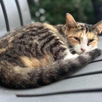 Sunshine -  Domestic Short Hair Cat for Adoption in Greensboro, North Carolina - Sunshine | PetCurious