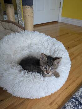 Biscuit -  Domestic Short Hair Cat for Adoption in Aurora, Colorado - Biscuit | PetCurious