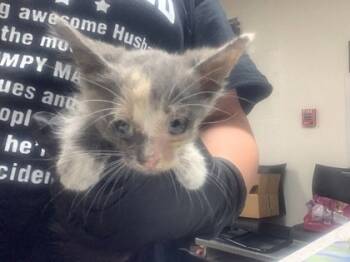 Rescue Domestic Short Hair Cats for Adoption in Fort Worth, Texas - 59318513 | PetCurious