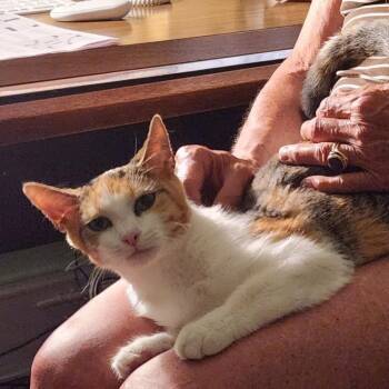 Holly Wallace -  Domestic Short Hair Cat for Adoption in Merrifield, Virginia - Holly Wallace | PetCurious