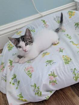 Rescue Tabby Cats for Adoption in San Juan Capistrano, California - Xander | PetCurious