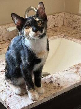 Cali -  Domestic Short Hair Cat for Adoption in Seal Beach, California - Cali | PetCurious
