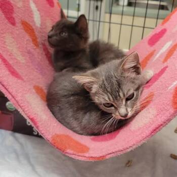 Kanha -  Domestic Medium Hair Cat for Adoption in Westminster, California - Kanha | PetCurious