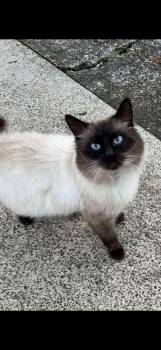 Rescue Siamese Cats for Adoption in Beaverton, Oregon - Weston | PetCurious