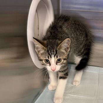 Darth -  Domestic Long Hair Cat for Adoption in Greensboro, North Carolina - Darth | PetCurious