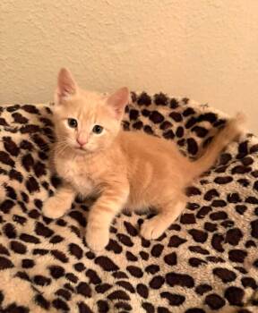 Cheeto -  Domestic Short Hair Cat for Adoption in New Washoe City, Nevada - Cheeto | PetCurious