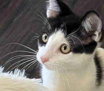 Lincoln Rae -  Domestic Short Hair Cat for Adoption in Chandler, Arizona - Lincoln Rae | PetCurious
