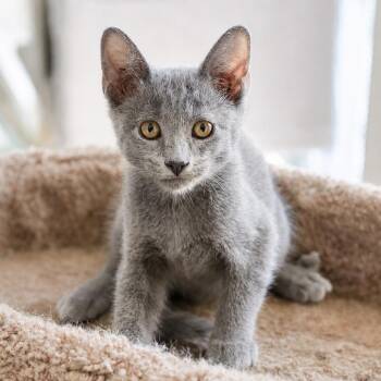 Elvis 53941 -  Domestic Short Hair Cat for Adoption in Las Vegas, Nevada - Elvis 53941 | PetCurious