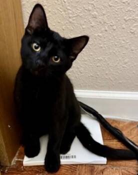 Earl -  Domestic Short Hair Cat for Adoption in Arlington, Washington - Earl | PetCurious