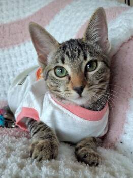 Nimble -  Domestic Short Hair and Tabby Cat for Adoption in Yorba Linda, California - Nimble | PetCurious