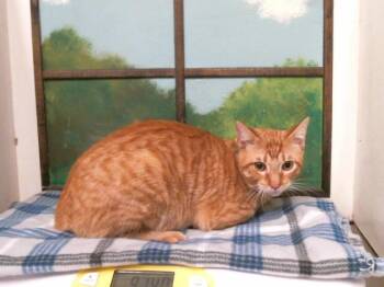 TOM -  Domestic Short Hair Cat for Adoption in Houston, Texas - TOM | PetCurious