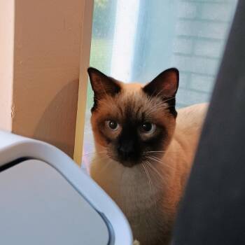 Rescue Siamese Cats for Adoption - Samson CK 0525 | PetCurious